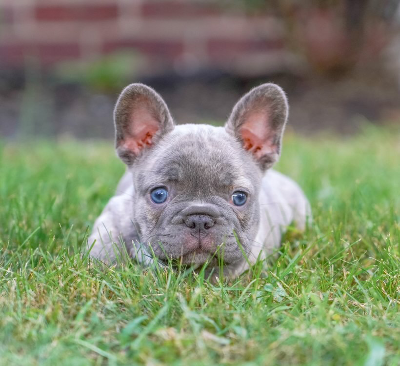 Bully Breeding in New Jersey